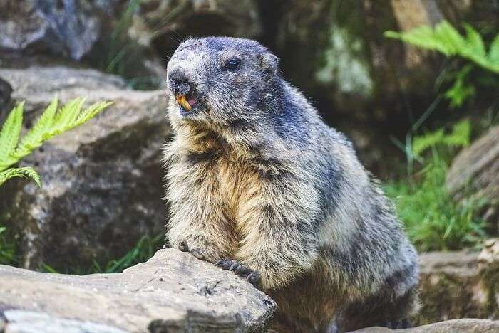 marmot