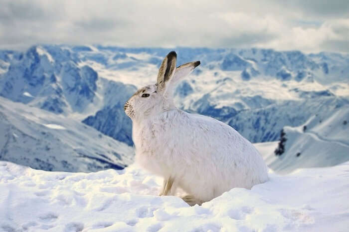 mountain rabbit