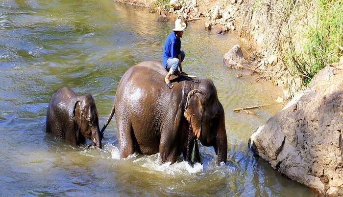 Elephant ride view