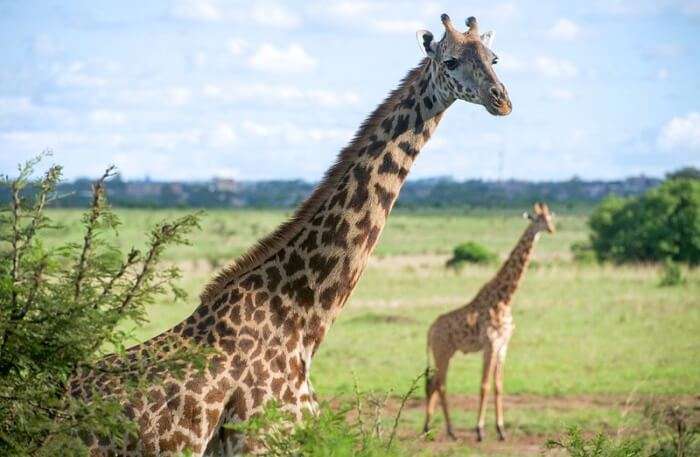 Giraffe View