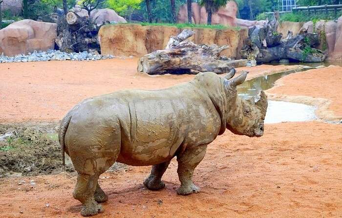 rhino near the mud pond in the zoo