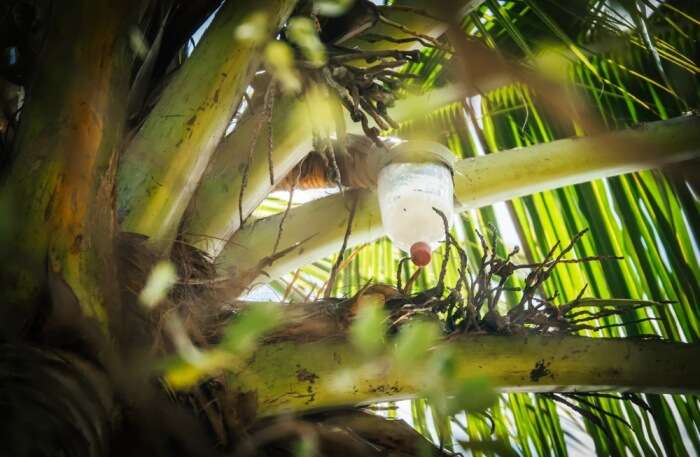 Palm Wine