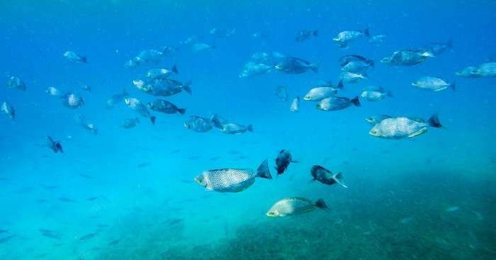fishes at paasikudah sri lanka