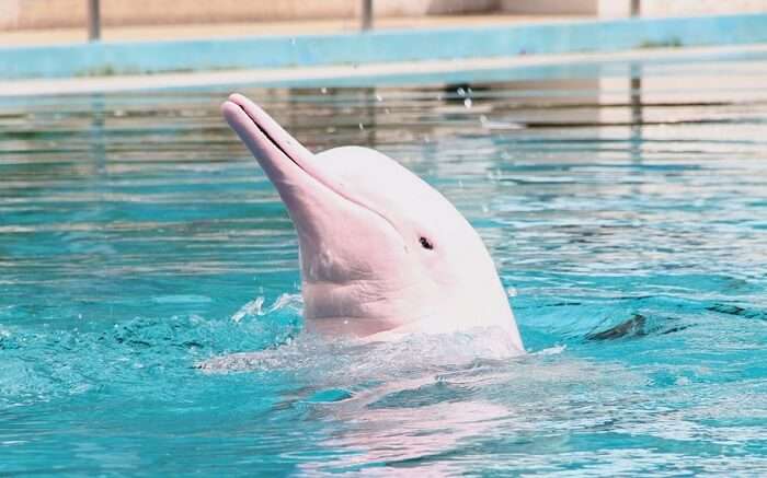 Pink Dolphin Watching