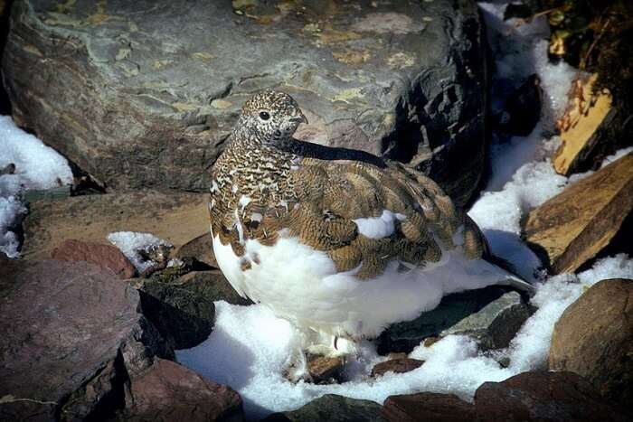 Ptarmigan