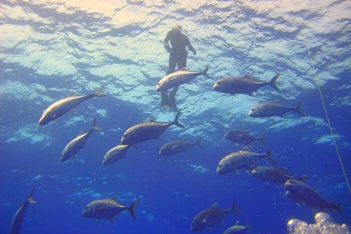 Incrível Mergulho Peixe Mar Mergulhador Oceano Água Natação Leve