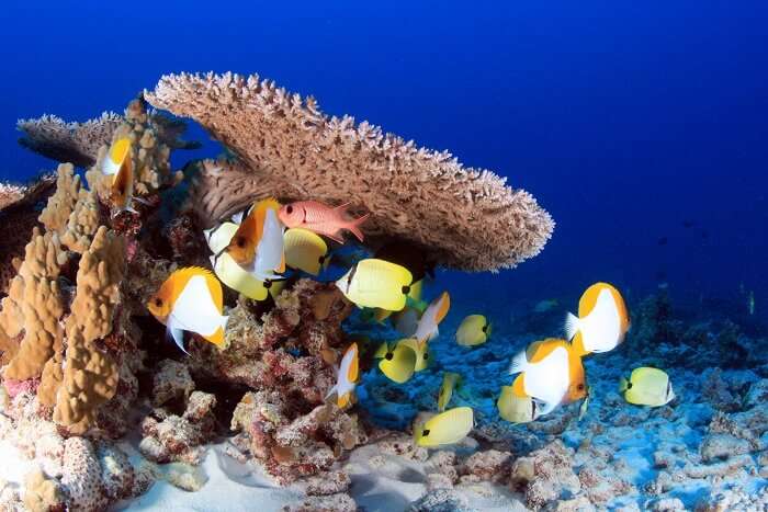 Reef And Marine Fish in maldives