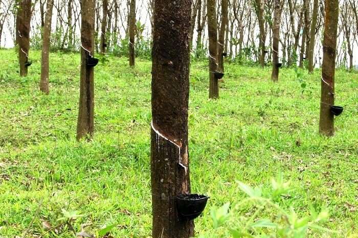 Rubber Trees