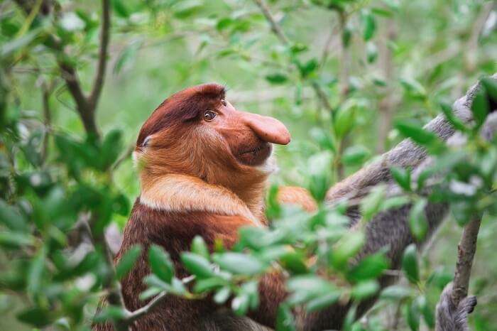 Sarawak Bako National Park