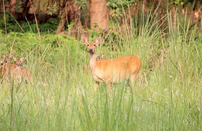 Shuklaphanta Wildlife Reserve