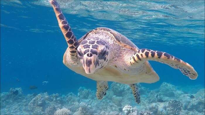 Snorkeling in Halaveli