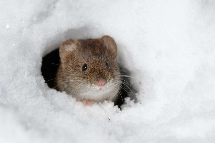 snow vole