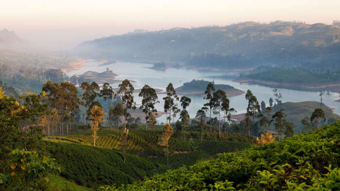 plantation for tea