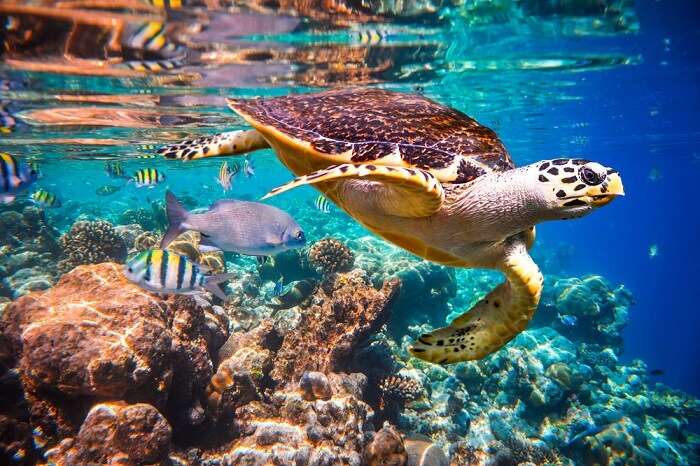 Turtle in maldives