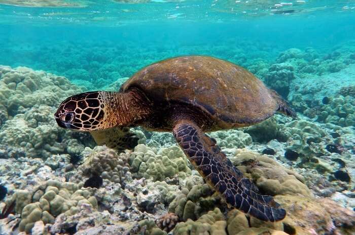 Turtles in Pulau Tengah