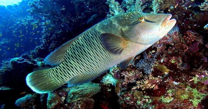 famous fish at goda gala diyamba