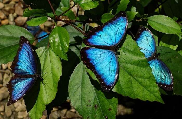 Visit The Butterfly Farm