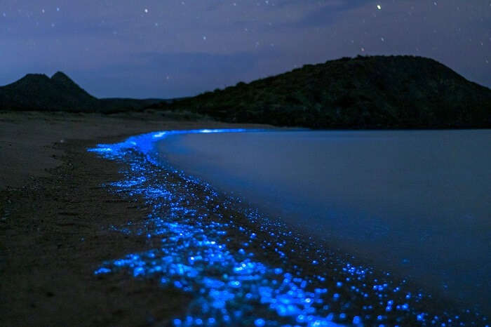 Watch Bioluminescent Water Under The Stars