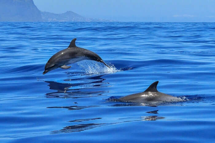 Whales and Dolphins in maldives