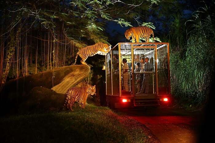 Night Safari Experience