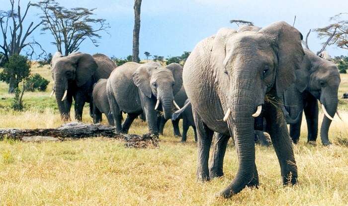 herd of african elephants