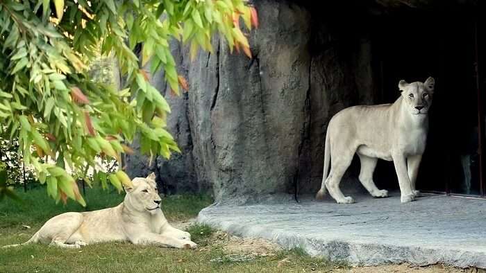 White Lion at African Village