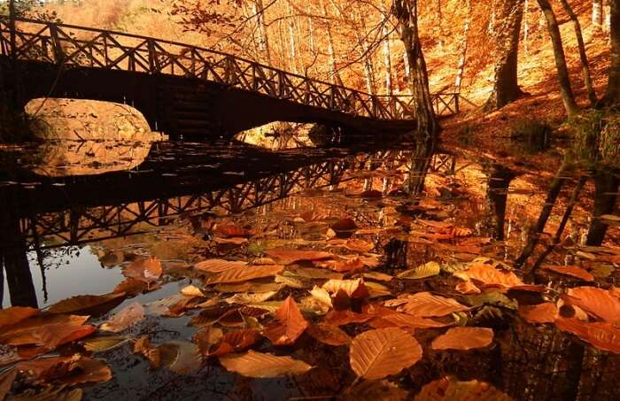 Yedigöller National Park