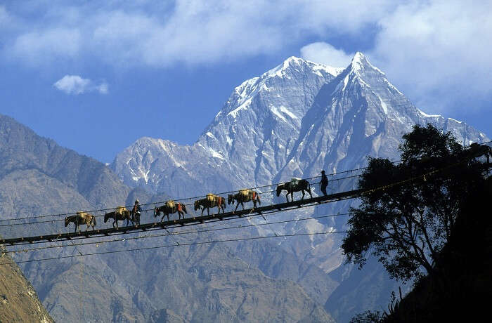 mountains and horses