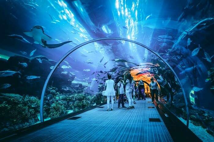 Dubai Aquarium Underwater Zoo All You Need To Know 