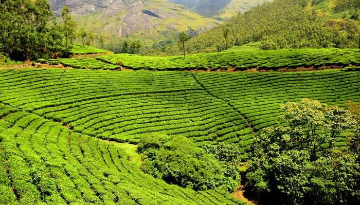 Tea Plantations In Malaysia