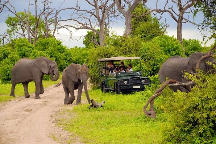 jeep and elephant