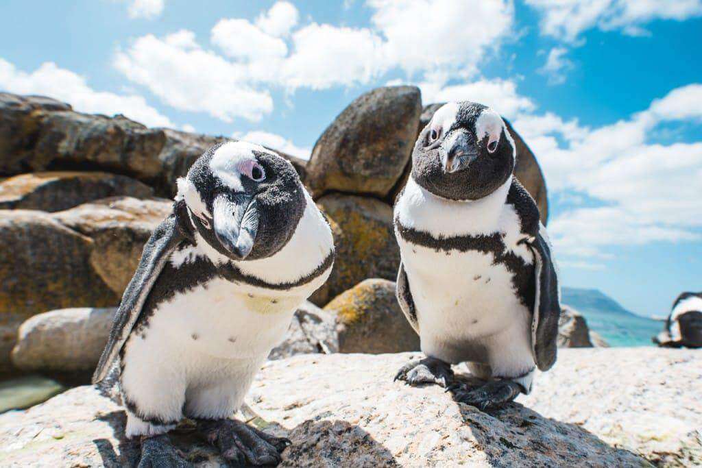 Penguins, Penguin Colony, Table Mountain