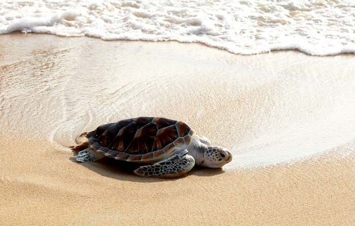perhentian island turtle observing