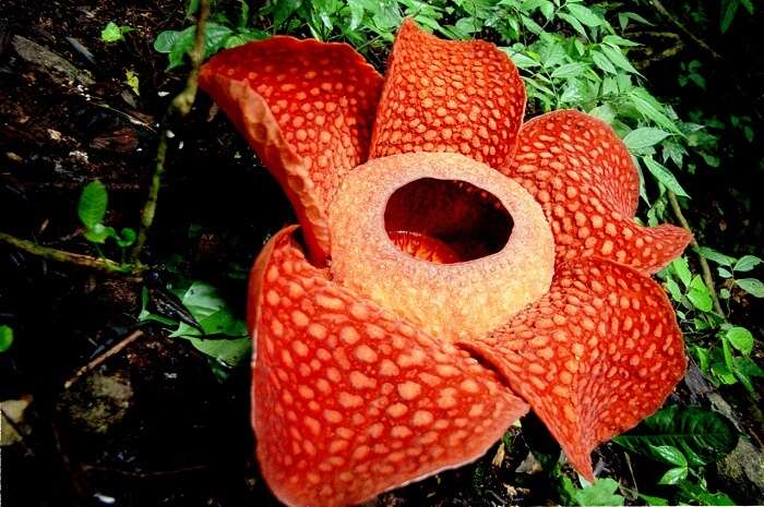 raflesia