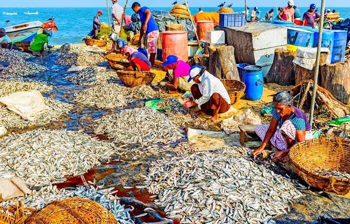 Fishing village negombo