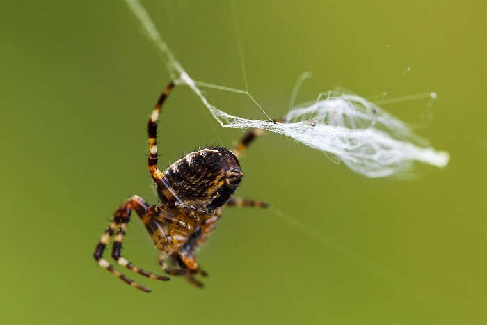 spider