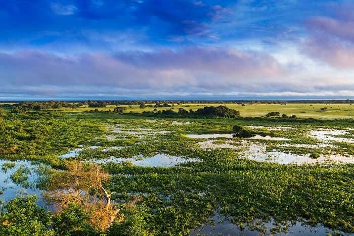 the biggest wetland on the planet