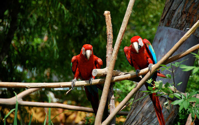 Red Parrot 