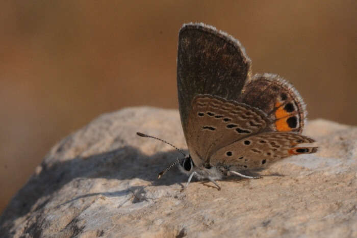 Butterfly Garden