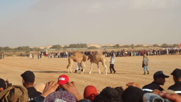 CamelWrestlingTurkishFestepb0310