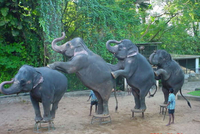 Elephant Show