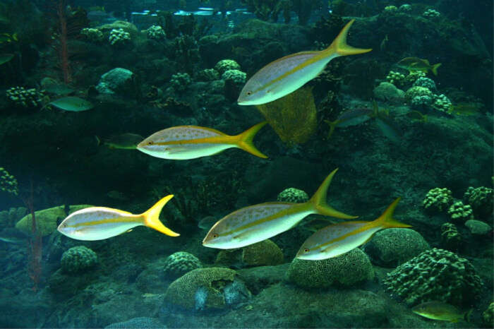 Florida Aquarium