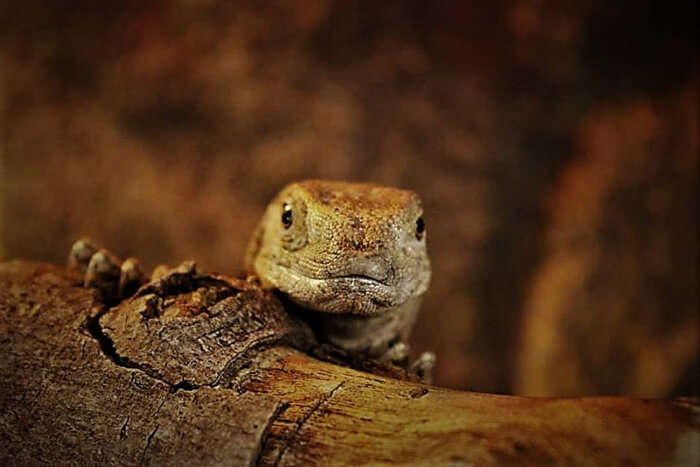 Meet the reptiles at Reptisland