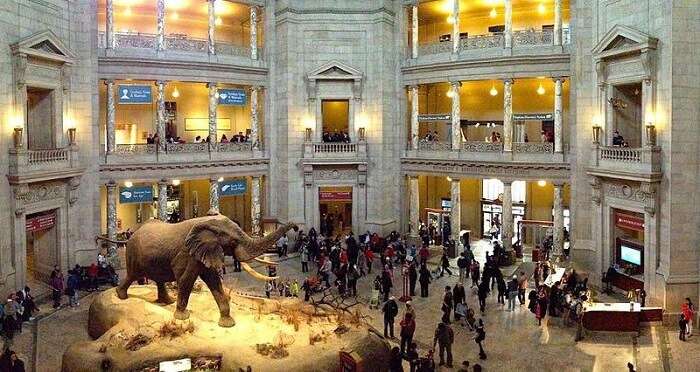 National Museum Of Natural History