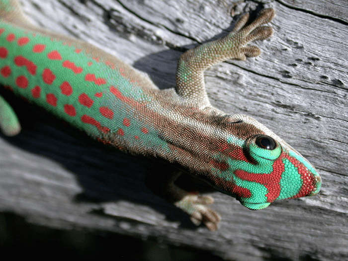 Ornate Day Geckos
