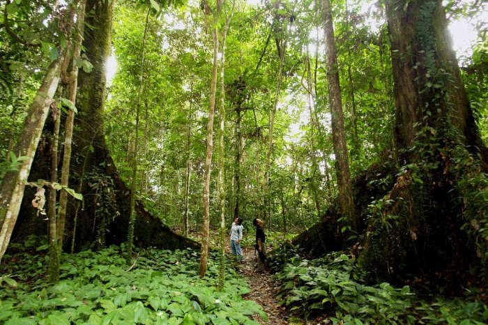 Other Details About Loagan Bunut National Park