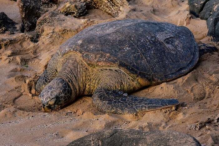 Turtle Watching