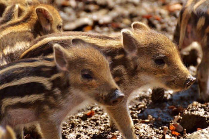 animals from france