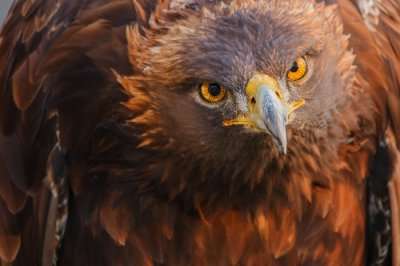 wildlife