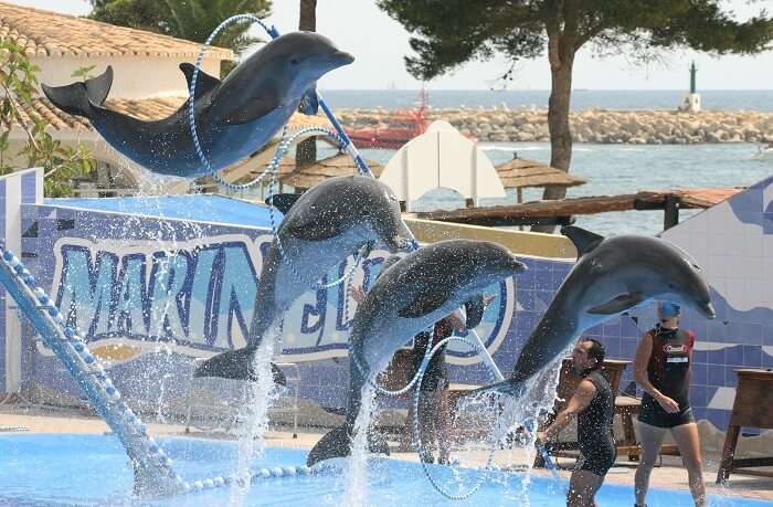 istanbul dolphinarium